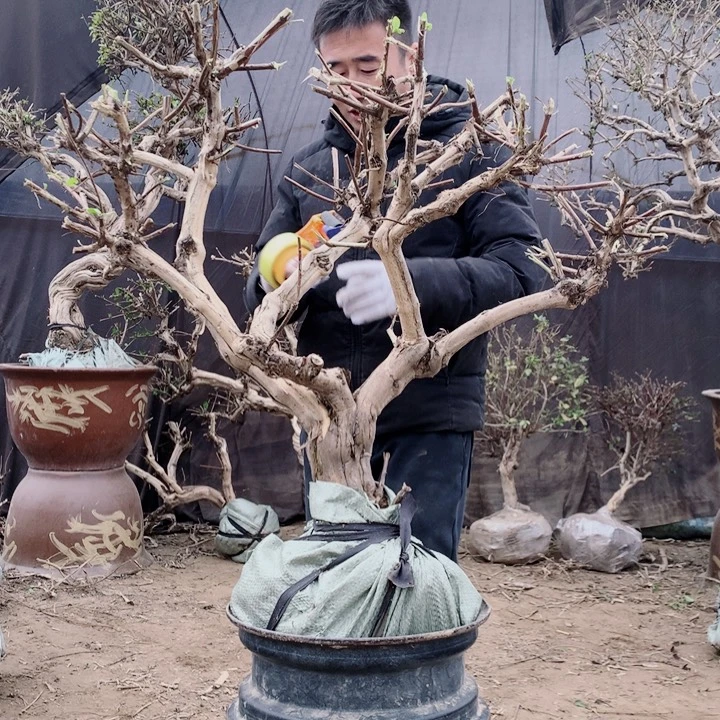 甘***伟全部花朵金银花88888