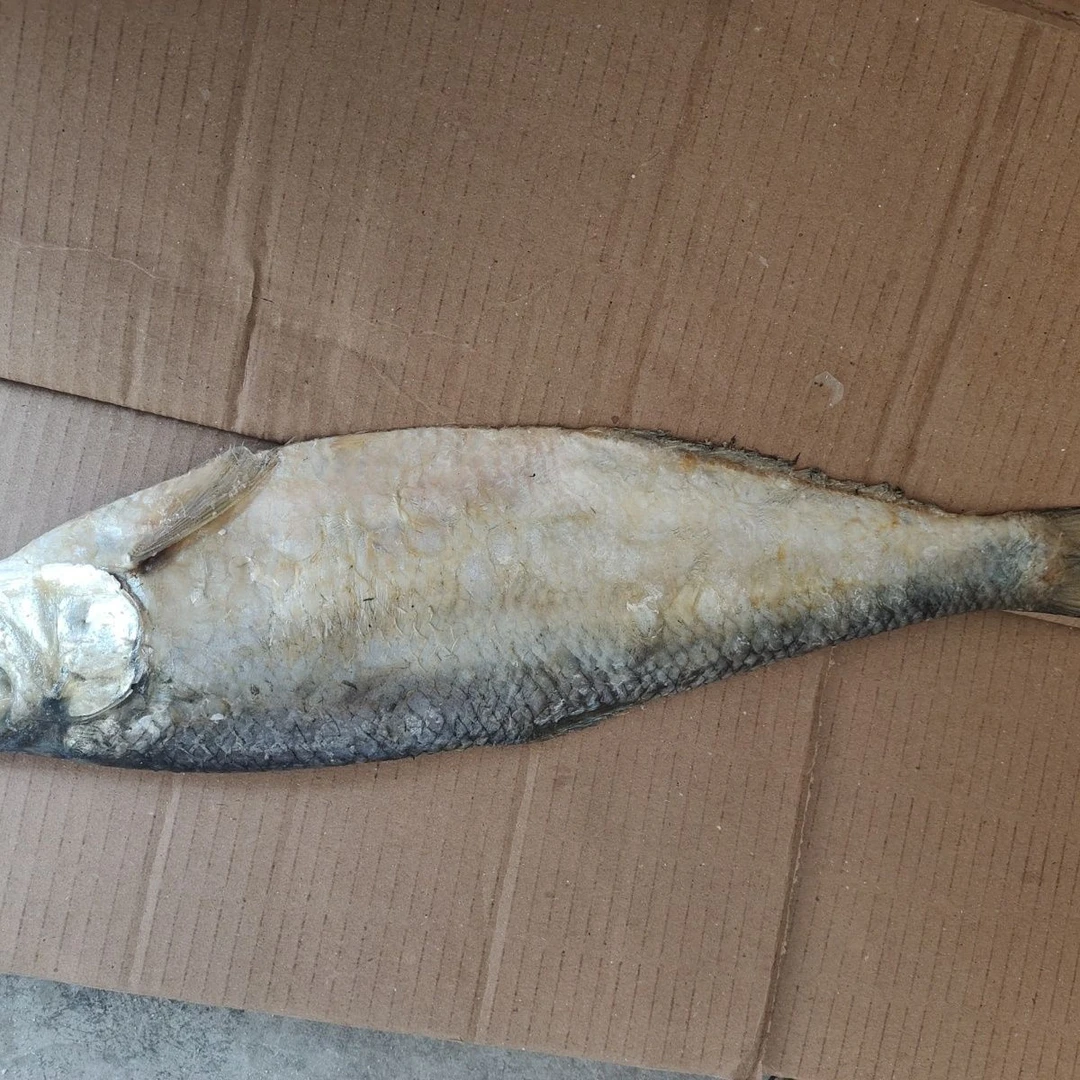 咸香白鳞鱼咸鰳鱼鲞鱼大号腌制正宗日照鱼干批发优质当季