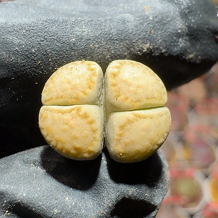 生石花122122。   222