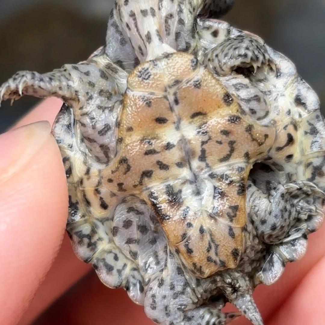 剃刀龟不分公母全品双满文粗纹黑刀