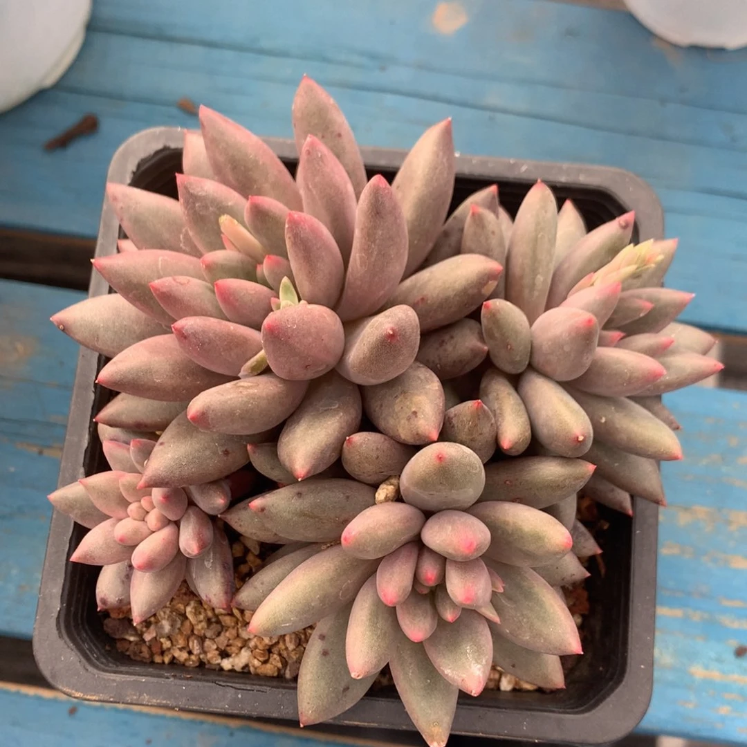 红蜻蜓无砍平头一物一拍