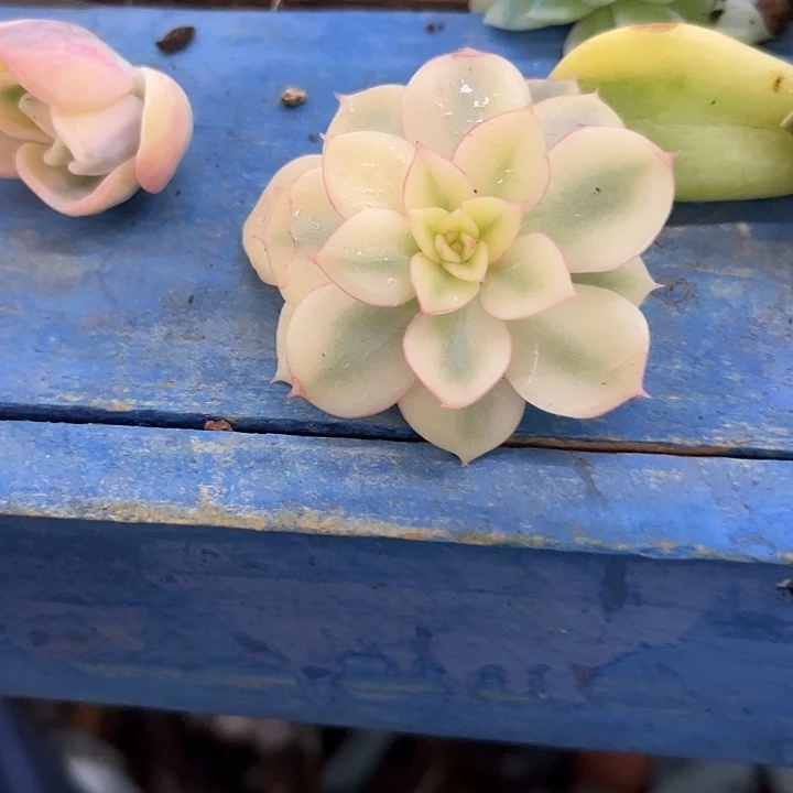 364斗牛士大锦边多肉植物