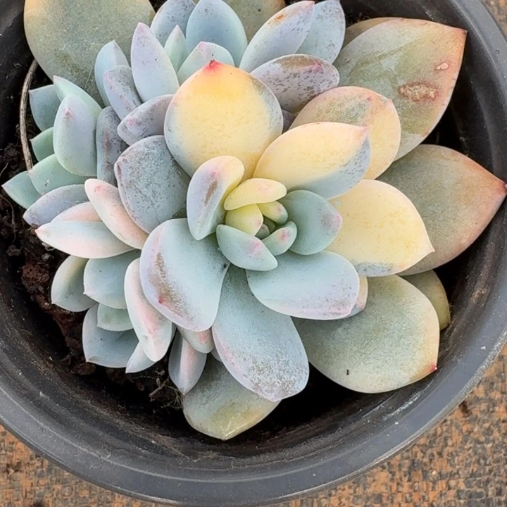 橙梦露锦一物一拍
