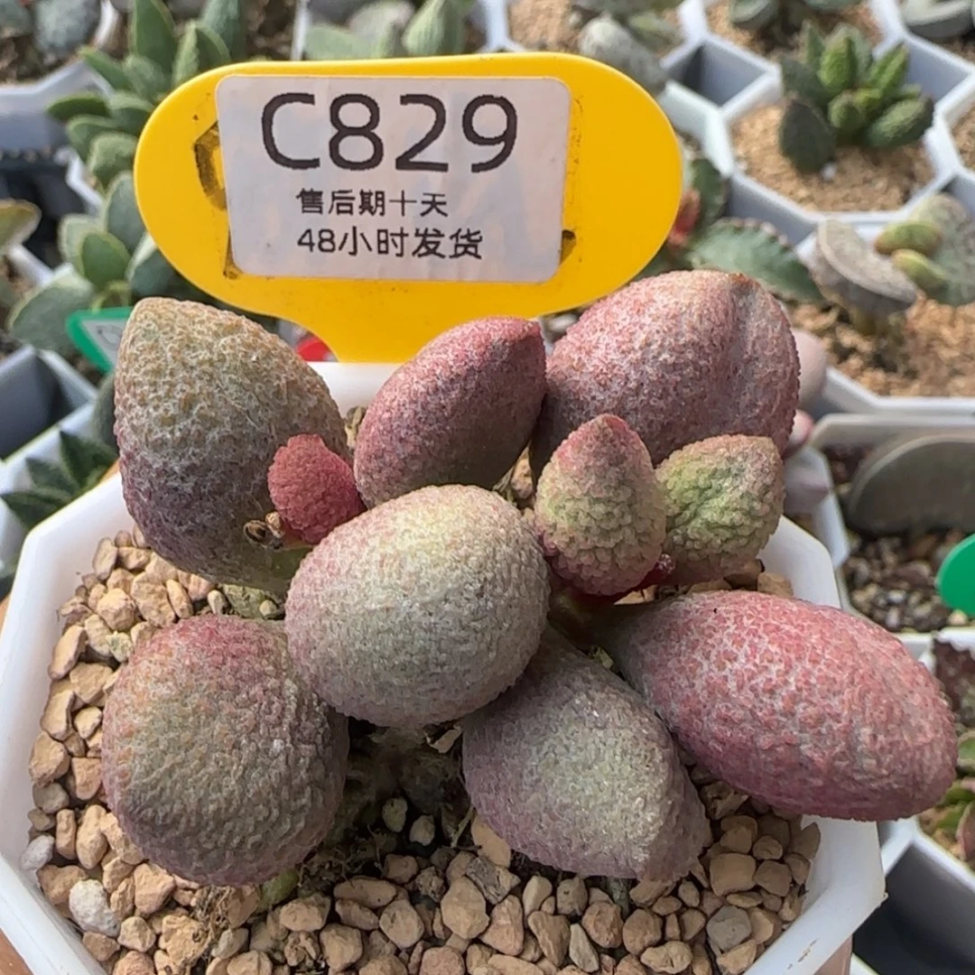 福利多肉。   829。