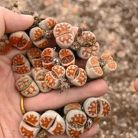 【闪购商品】25303