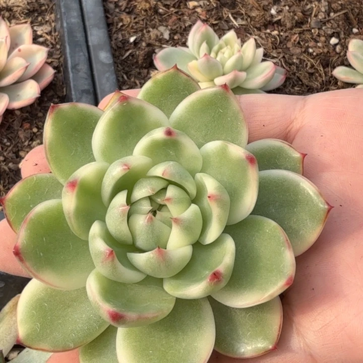 月亮石锦多肉植物