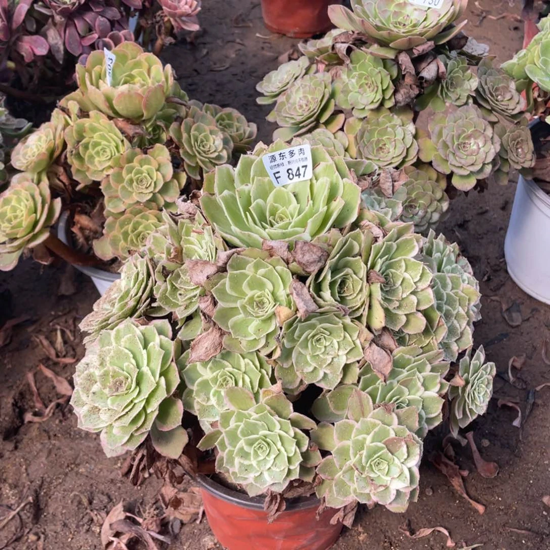 847海王多肉法师断枝不包