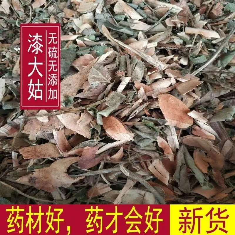 漆大姑毛漆毛七哥毛七公大毛七漆大伯杨漆姑婆藤篮果算盘子中药材