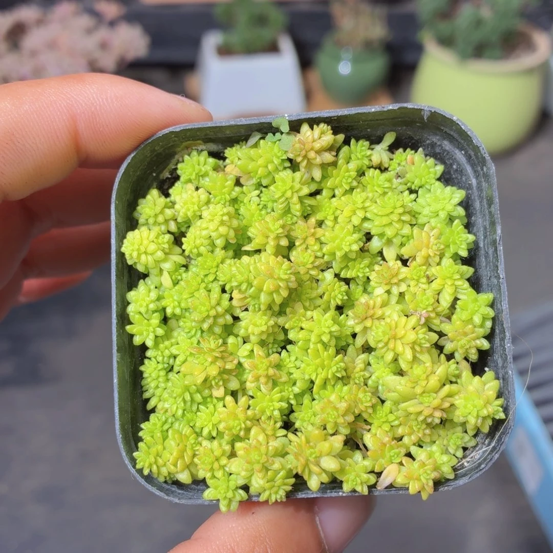 黄金草多肉9.9包邮发货