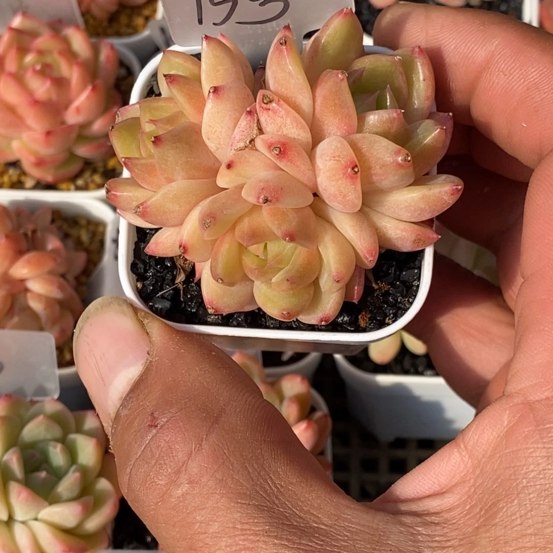 天官赐福百无禁忌