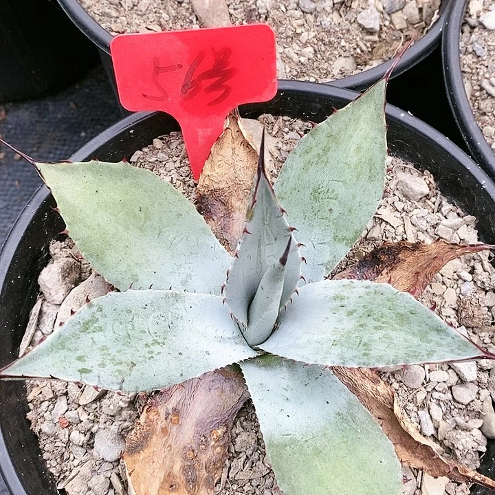 【闪购商品】无花朵龙舌兰韦非尔德三单包邮