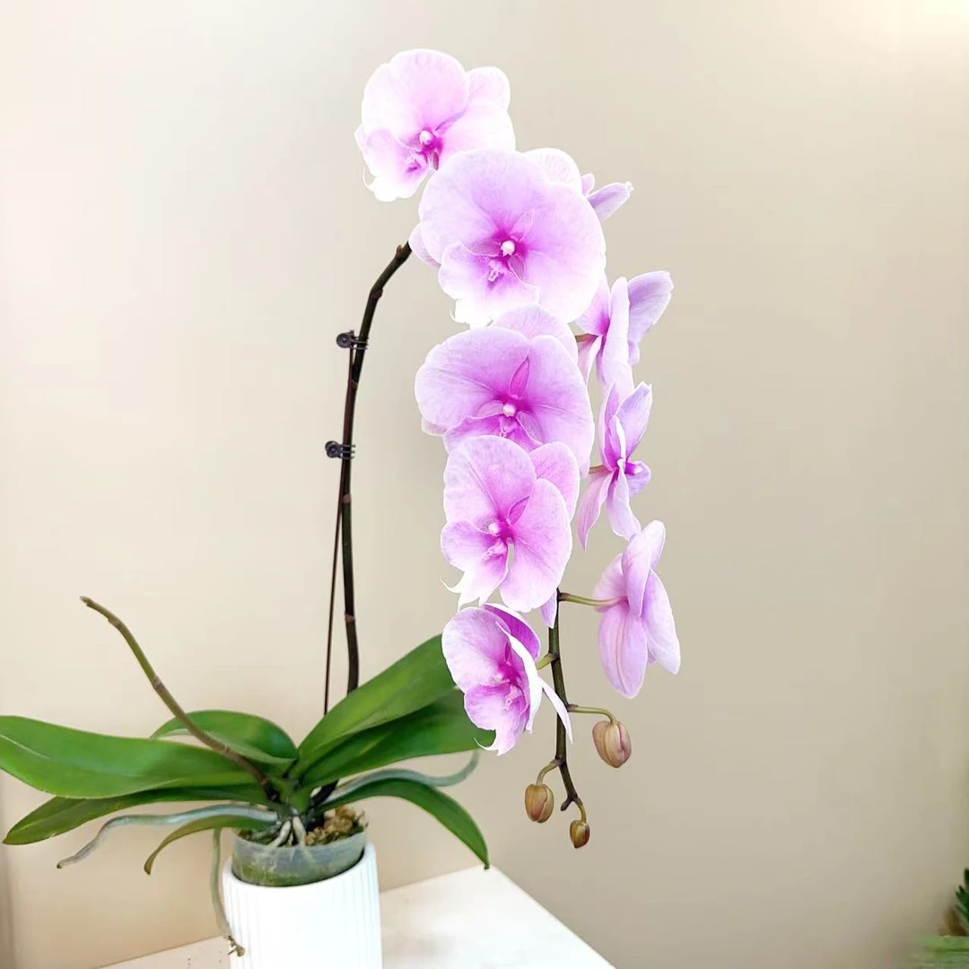 A级【粉迷雾】精品 蝴蝶兰