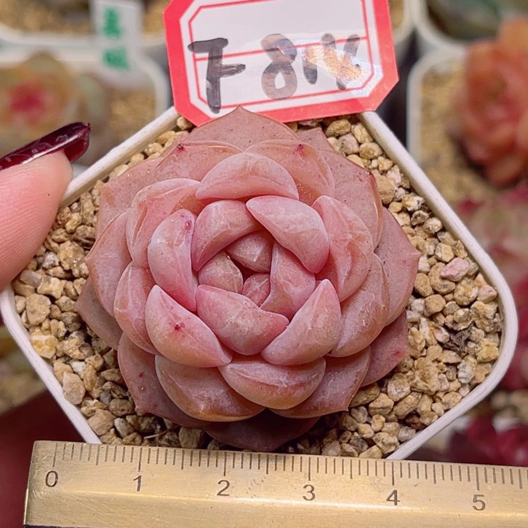 F814一物一拍 荔枝爆珠