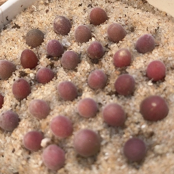 17592状态粉宝辉一颗    个头小