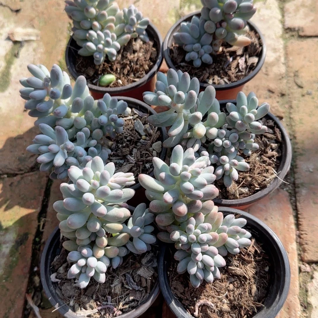 无花朵90盆两盆手指