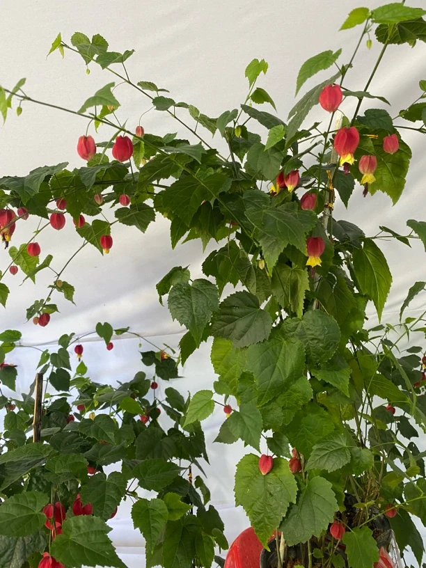 灯笼花蔓性风铃花藤本爬藤植物四季开花庭院阳台观花盆栽