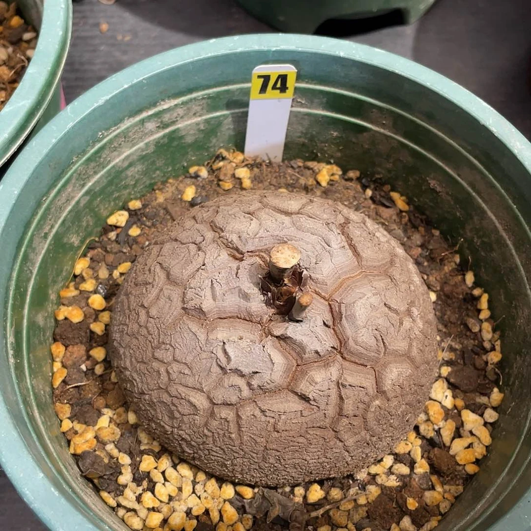 74龟甲龙不退不换