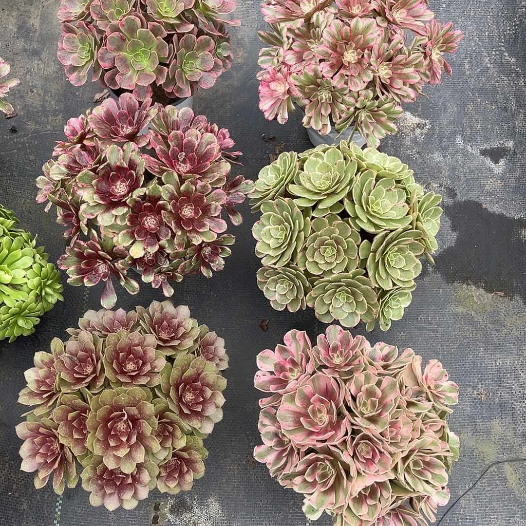 法师套餐漂亮漂亮