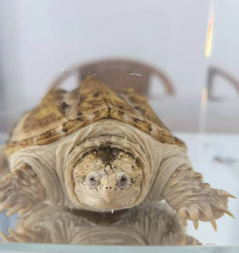 黄化鳄乌龟佛鳄宠物龟龟活体直播挑选