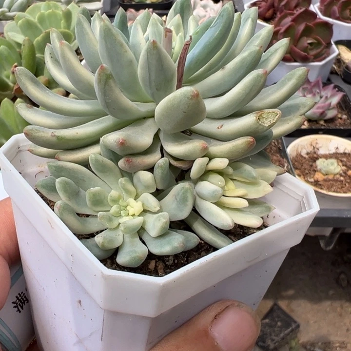 蓝苹果锦多肉植物519