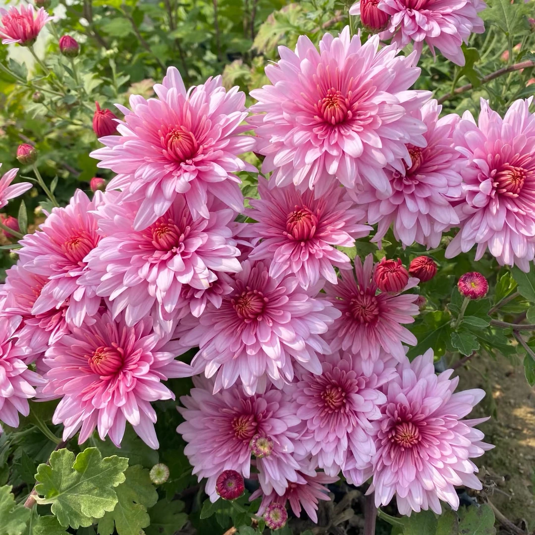 粉水晶荷兰菊大盆盆栽阳台庭院四季开花耐热耐寒菊花带花苞