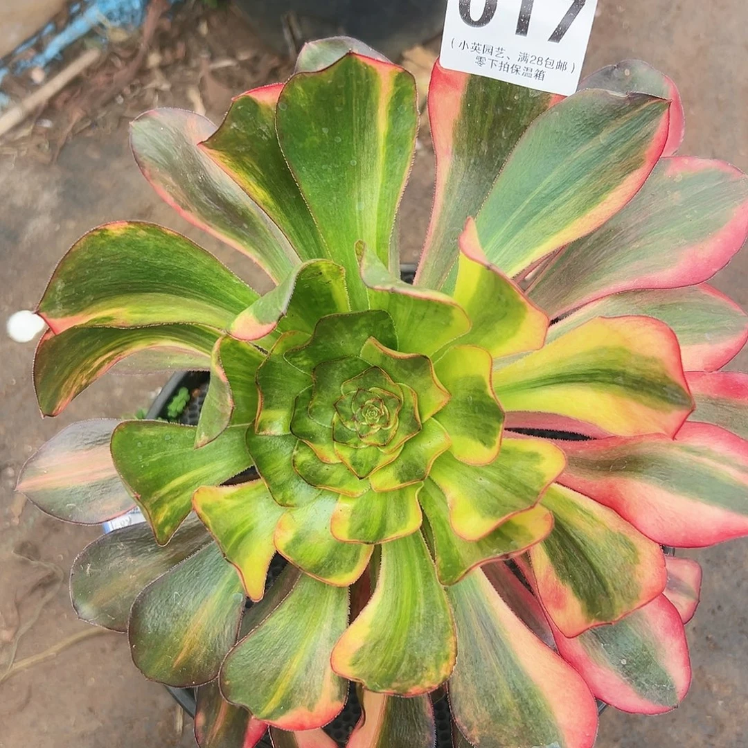 巫毒七彩017多肉植物多肉植物