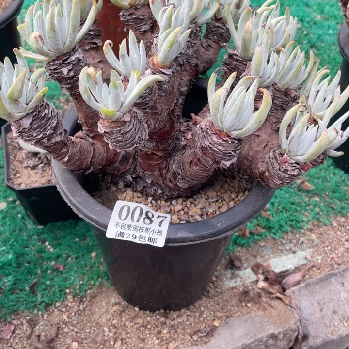 87号雪花多肉植物