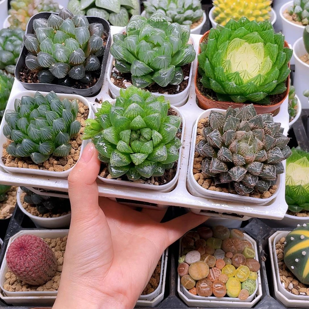 玉露六件套多肉，原盆