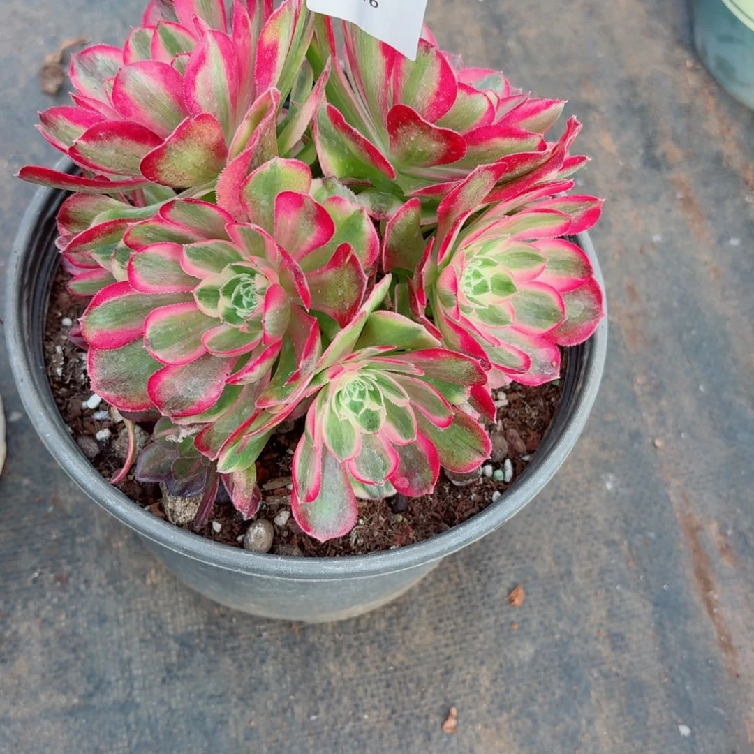 31法师锦多肉016孔雀翎