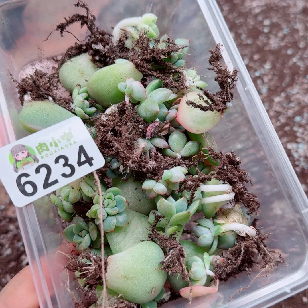 月***凉多肉植物多肉植物