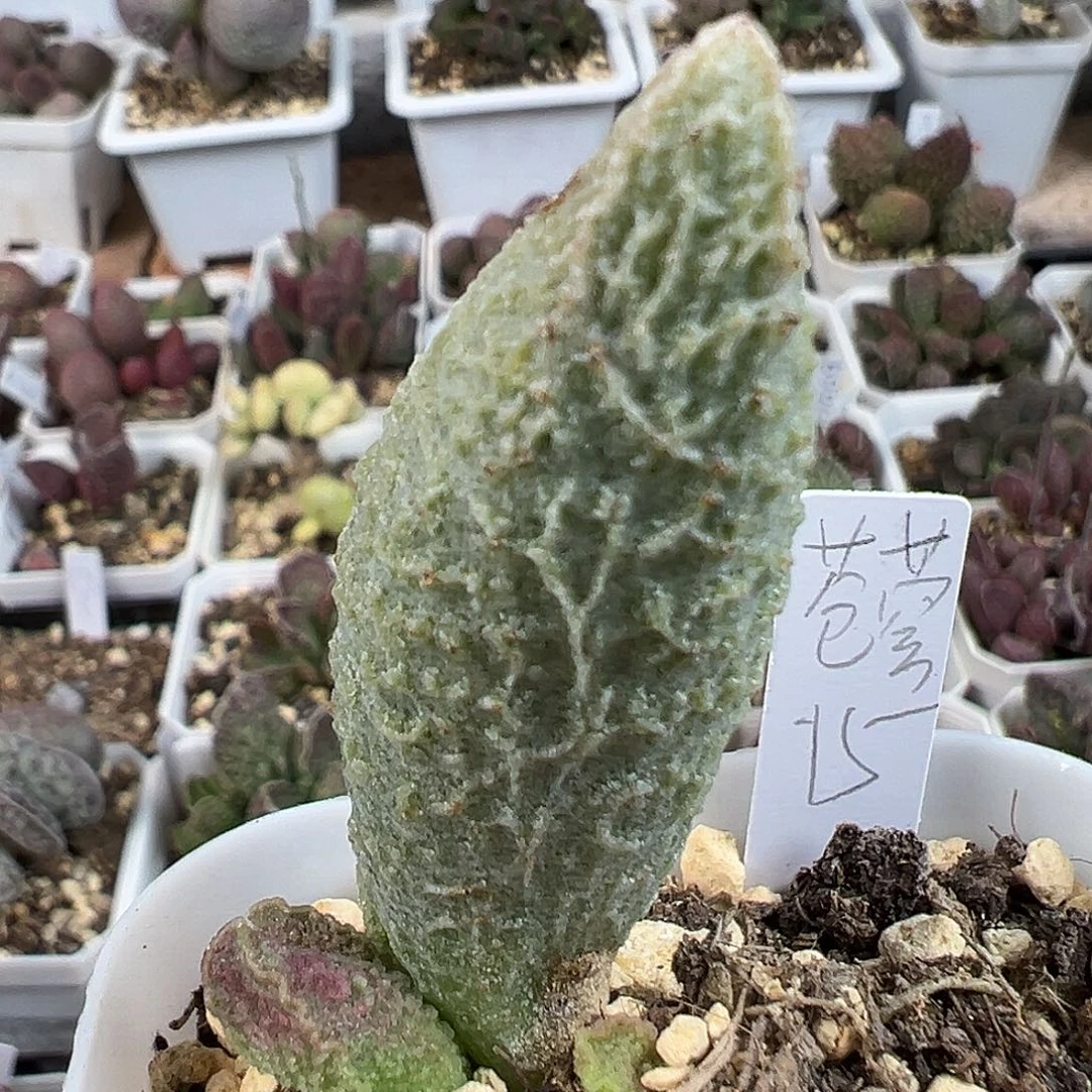 苍穹多肉水泡植物