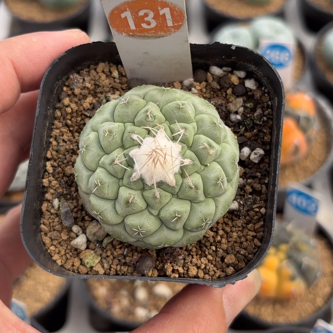 131实生菊水带盆带土
