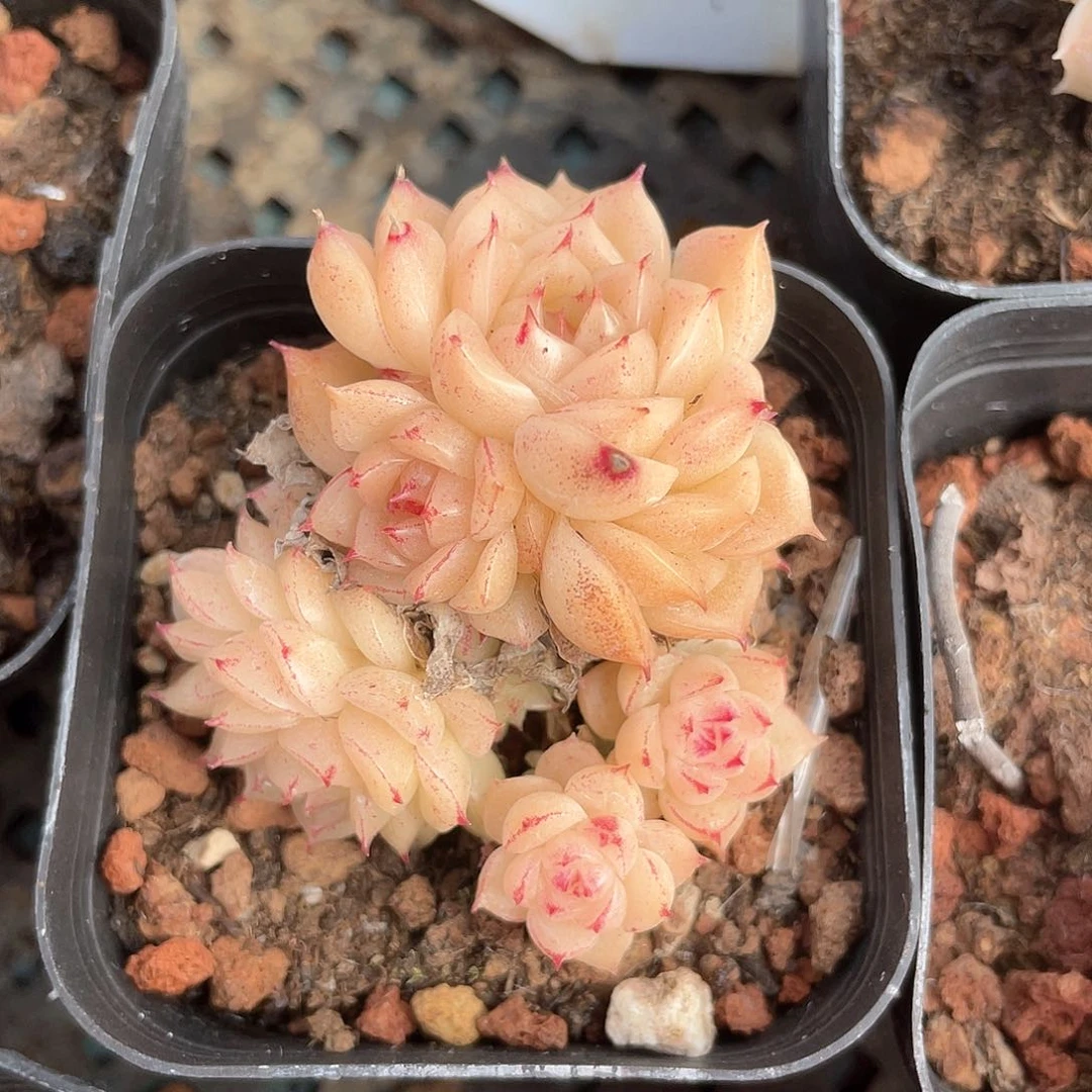 咕****咕香特麦秆福利9508