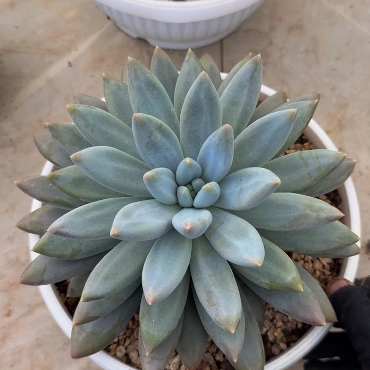 彩胖体哥特大单头多肉植物