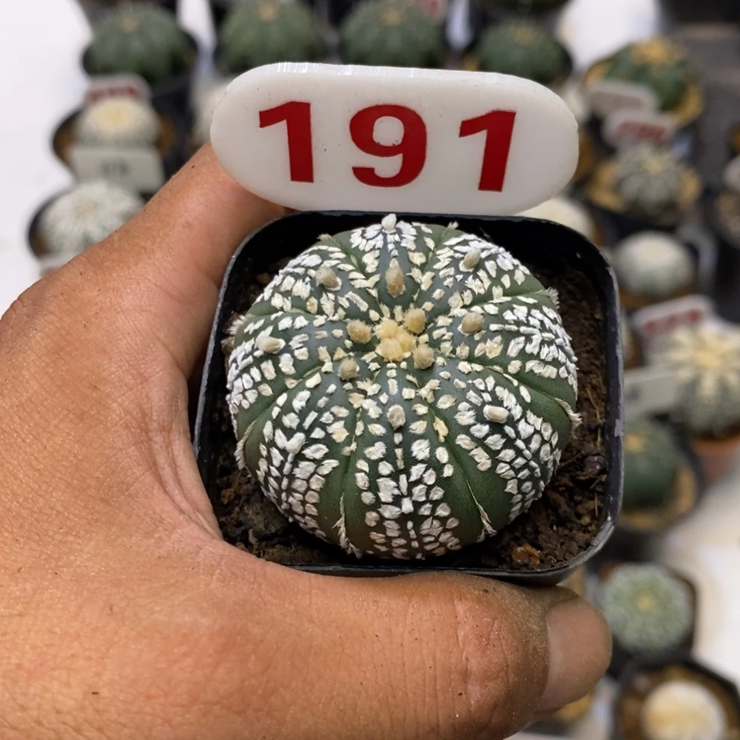191福利特价来了啊哈哈