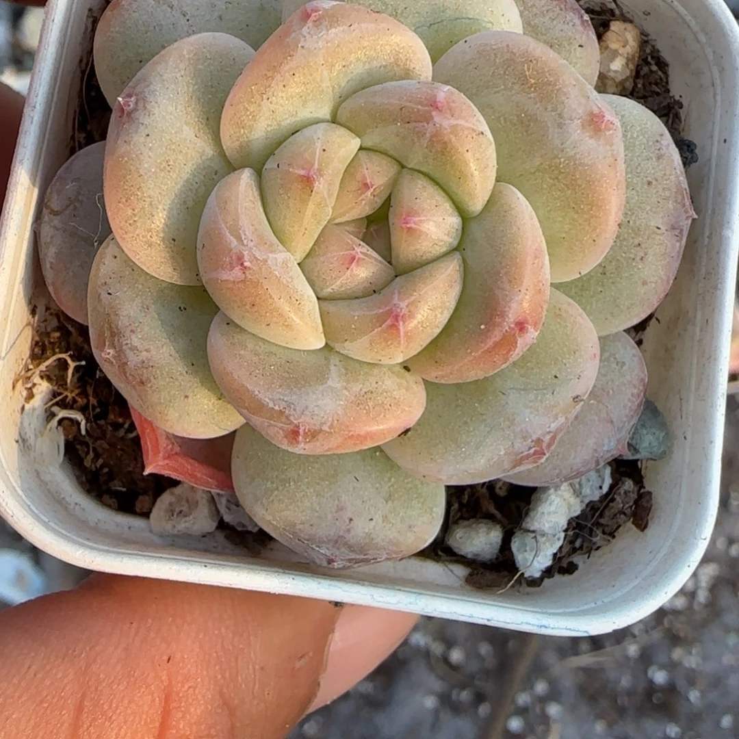 小卡拉米糖心一物一拍