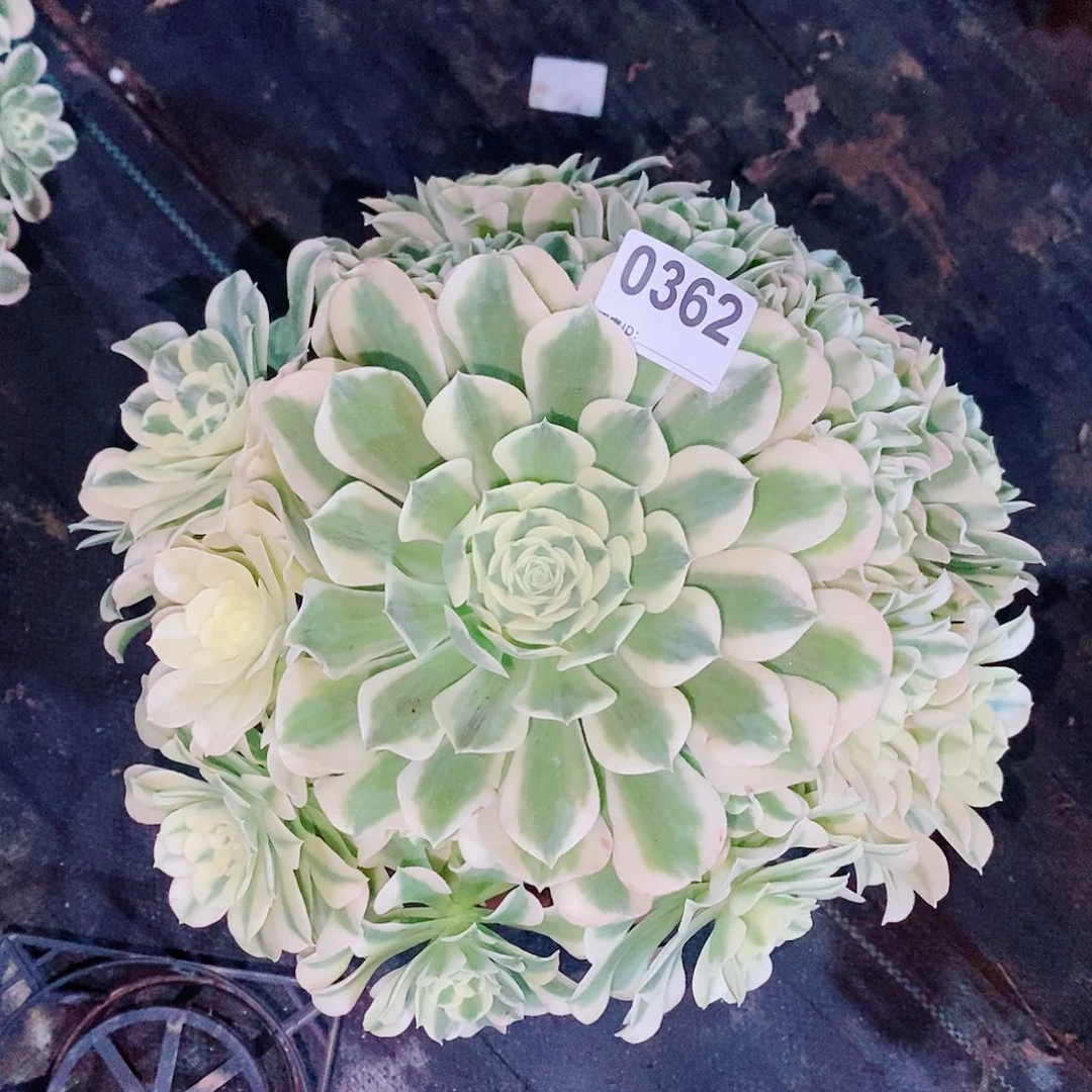 绿豆沙362多肉1111