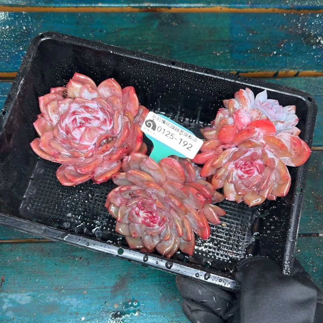 多肉一物一拍编号0125-192