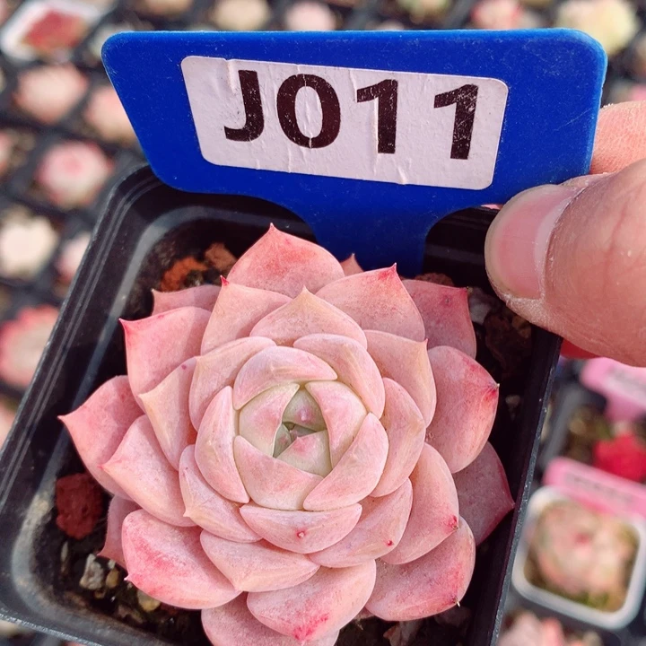 新年福利多肉6cm