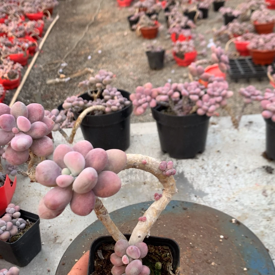 过***客桃蛋老桩不带盆92号