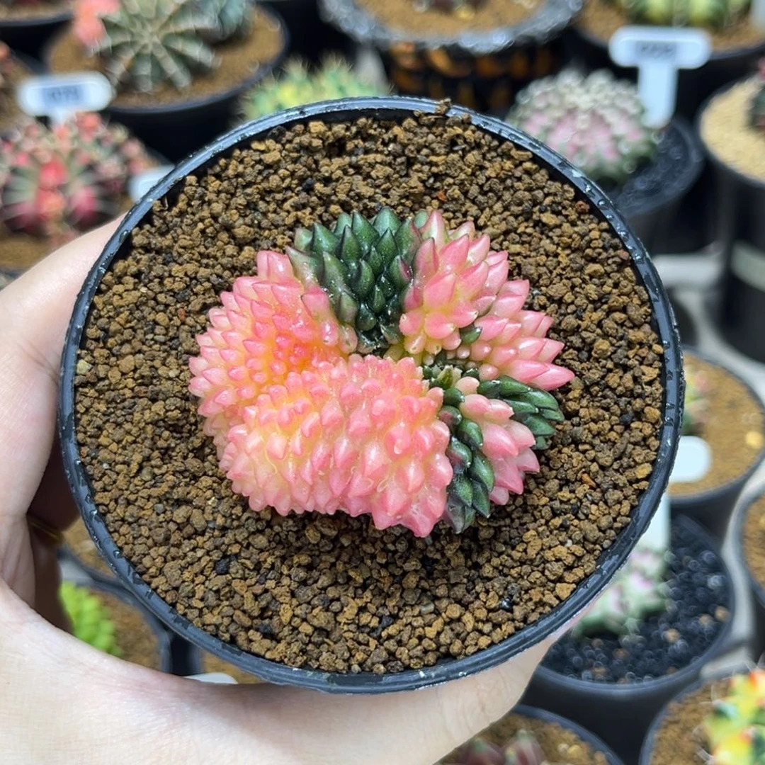 仙粉色泰系貘缀锦