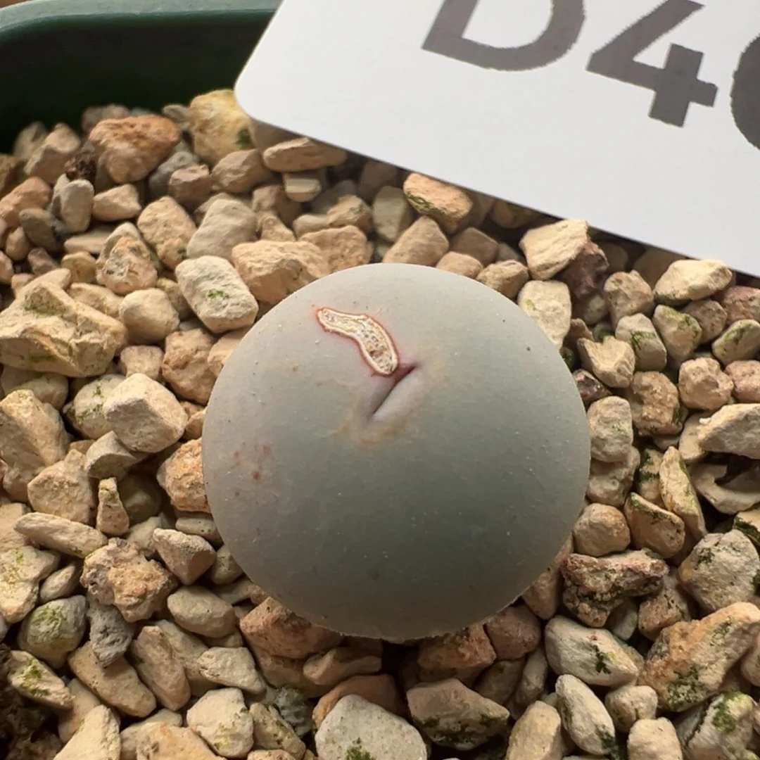 40。青蛙种源大嘴基因434 V嘴。1.4厘米