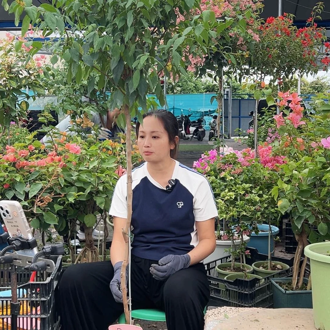 H***y大部分花苞少量开放B22黄狐狸尾巴