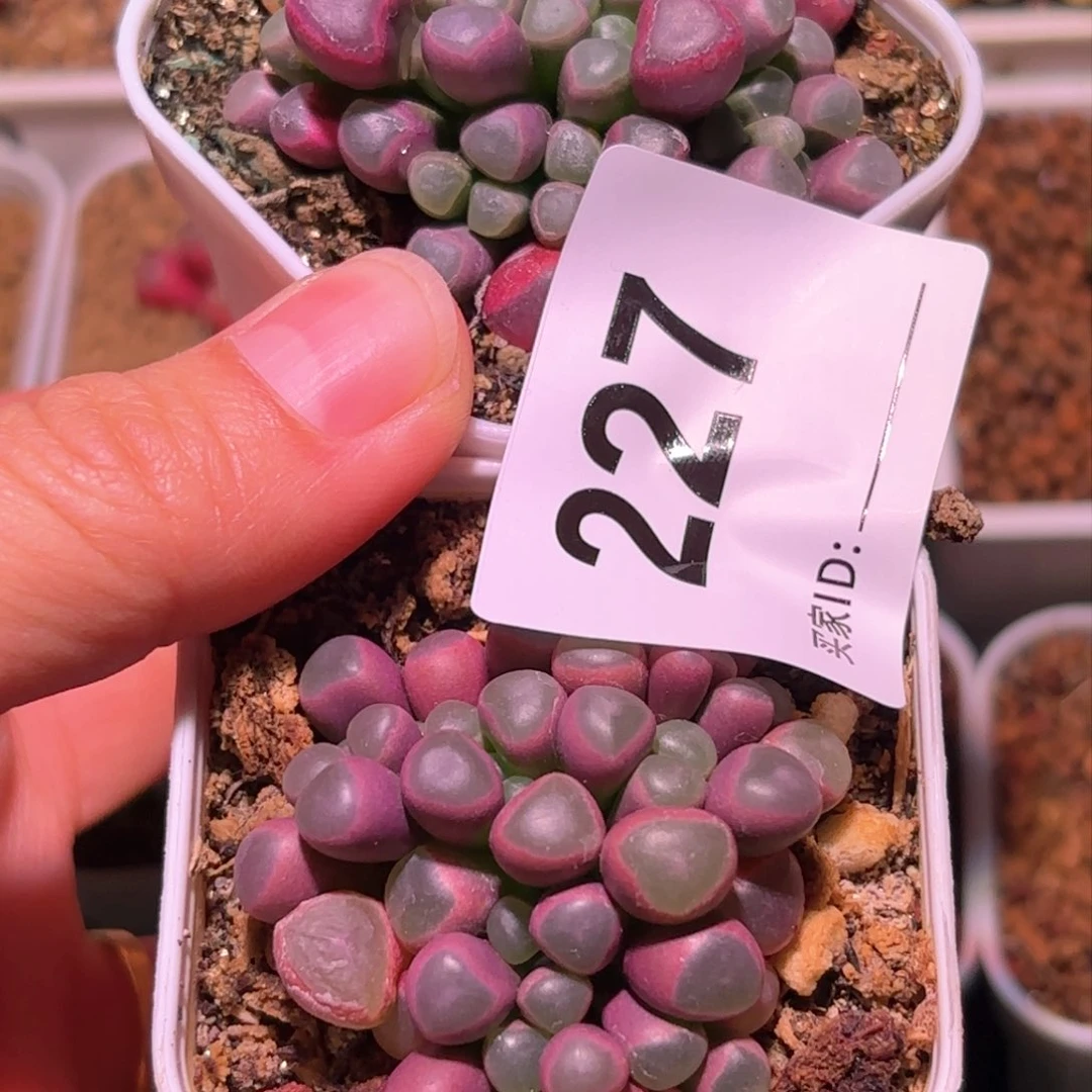 227号五十铃玉锦多肉植物锦一物一拍带盆土