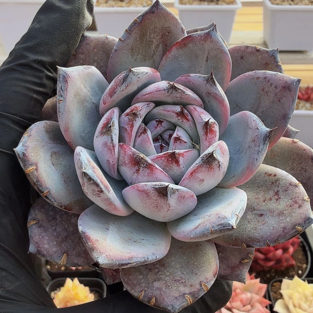 0103-68黑卡单头a