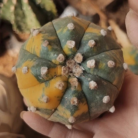 2931处理嫁接仙人球