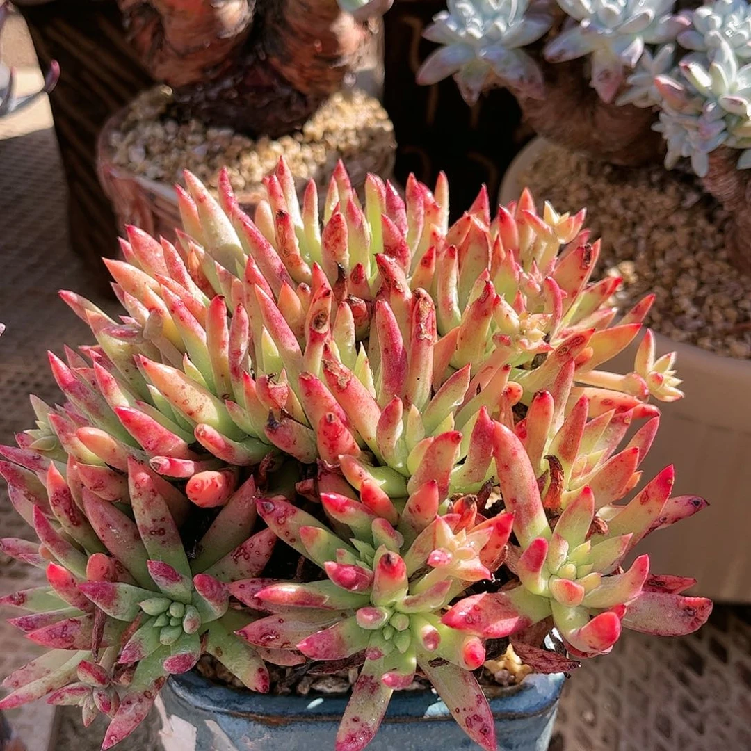 8780绿菊仙女杯多肉