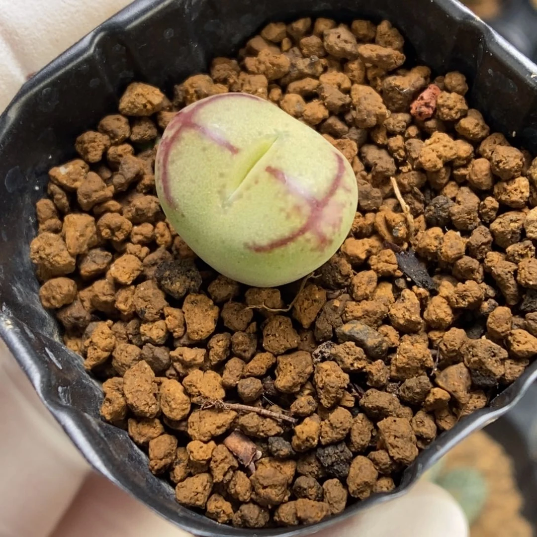多肉植物肉锥杂交K-891 超八杂