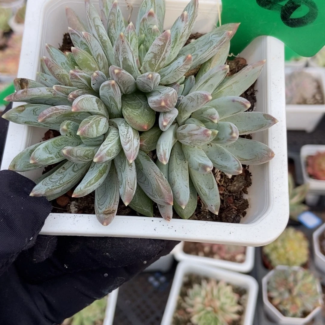 820水晶蟹爪多肉植物