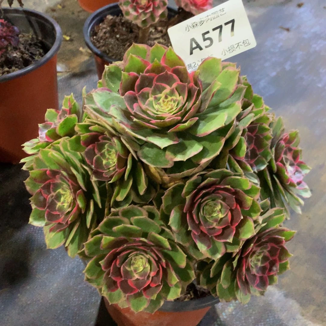 577粉花妖88888888